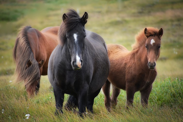 夢占い 馬を見る 飼う なでる意味とは 恋愛理想郷